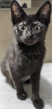 Ivy -  Domestic Short Hair Cat for Adoption in Lenexa, Kansas - Ivy | PetCurious