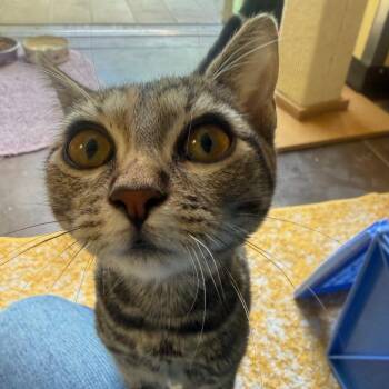 Magnolia -  Domestic Short Hair Cat for Adoption in Flagstaff, Arizona - Magnolia | PetCurious