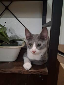Mystic -  Domestic Short Hair Cat for Adoption in Rio Linda, California - Mystic | PetCurious
