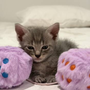 Emmett -  Domestic Short Hair Cat for Adoption in Los Angeles, California - Emmett | PetCurious