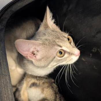 Sweettart -  Domestic Short Hair Cat for Adoption in Greensboro, North Carolina - Sweettart | PetCurious
