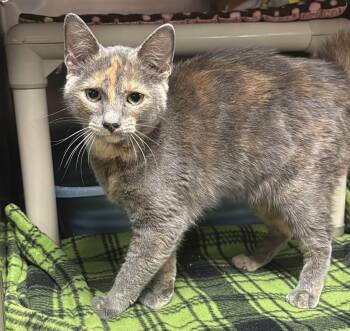 KINLEY -  Tortoiseshell Cat for Adoption in Wyandotte, Michigan - KINLEY | PetCurious