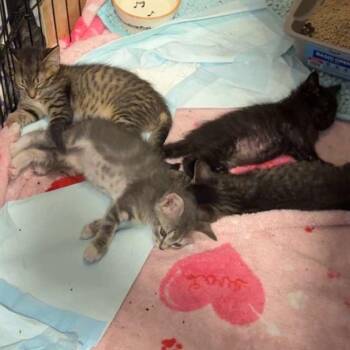 Drywall -  Domestic Short Hair Cat for Adoption in Clearwater, Florida - Drywall | PetCurious