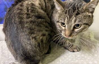 Domestic Short Hair Cats Available for Adoption in Pueblo, Colorado - SAPPHIRE | PetCurious