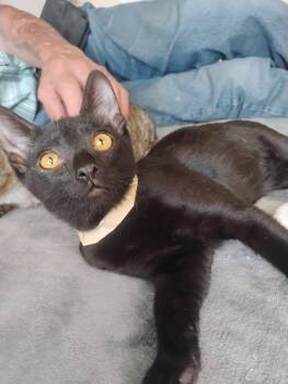 Boo -  American Shorthair Cat for Adoption in Glendale, Arizona - Boo | PetCurious