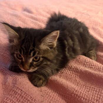 Georgio -  Domestic Long Hair Cat for Adoption in Victoria, British Columbia - Georgio | PetCurious