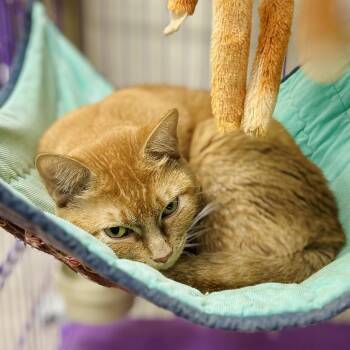 Moe -  American Shorthair Cat for Adoption in Seguin, Texas - Moe | PetCurious