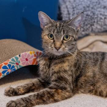 Rescue Domestic Short Hair Cats for Adoption in Shorewood, Illinois - Honey 4 | PetCurious