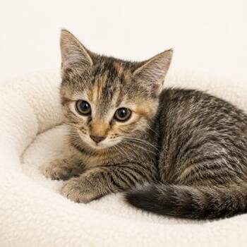 Caroline -  Domestic Short Hair Cat for Adoption in Redwood Falls, Minnesota - Caroline | PetCurious