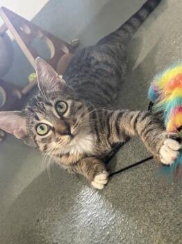 Biscuit (Undercat) -  Domestic Short Hair Cat for Adoption in New Orleans, Louisiana - Biscuit (Undercat) | PetCurious