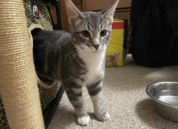 Rescue Domestic Short Hair and Bengal Cats for Adoption in Saint François Xavier, Manitoba - SILCO | PetCurious
