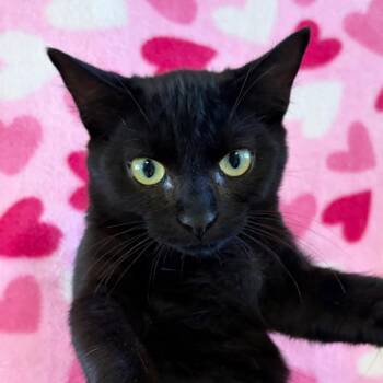 Tennessee -  Domestic Short Hair Cat for Adoption in Goleta, California - Tennessee | PetCurious