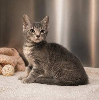 Taki -  Domestic Medium Hair Cat for Adoption in Lathrop, California - Taki | PetCurious