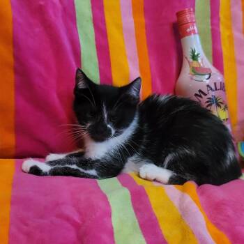 Daquiri -  Domestic Medium Hair Cat for Adoption in La Grange, Kentucky - Daquiri | PetCurious