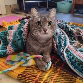 Rigby -  Domestic Short Hair Cat for Adoption in Denver, Colorado - Rigby | PetCurious