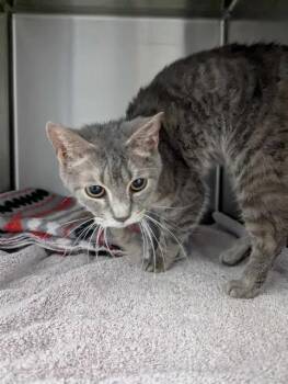 Domestic Medium Hair Cats Available for Adoption in Brunswick, Georgia - MARIE | PetCurious
