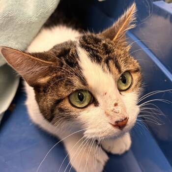 Kalifa -  Domestic Short Hair Cat for Adoption in Murray, Utah - Kalifa | PetCurious