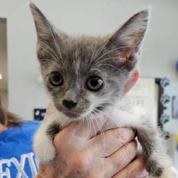 Domestic Medium Hair Cats Available for Adoption in Marshall, Texas - Velcro | PetCurious