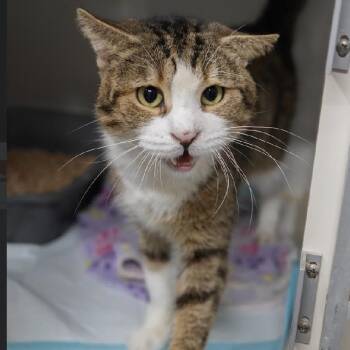 Sparrow -  Domestic Short Hair Cat for Adoption in Evans City, Pennsylvania - Sparrow | PetCurious