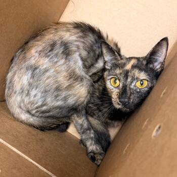 Dawn -  Domestic Short Hair Cat for Adoption in Philadelphia, Pennsylvania - Dawn | PetCurious