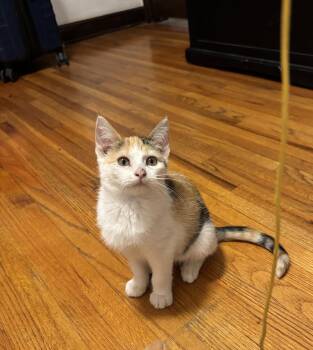 Mae -  Domestic Short Hair and Calico Cat for Adoption in Zimmerman, Minnesota - Mae | PetCurious