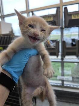 Domestic Short Hair Cats Available for Adoption in San Antonio, Texas - KIT1 | PetCurious