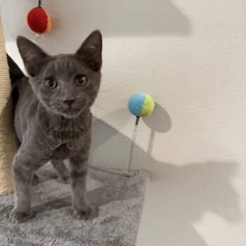 Squash -  Russian Blue Cat for Adoption in Bentonville, Arkansas - Squash | PetCurious