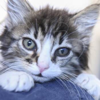 Domestic Short Hair Cats Available for Adoption in Redwood City, California - Red Fish | PetCurious
