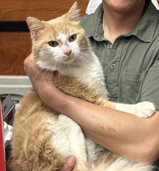 Domestic Long Hair Cats Available for Adoption in Santa Ana, California - Melon | PetCurious