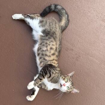 Rescue Domestic Short Hair Cats for Adoption in Miami, Florida - Gia | PetCurious