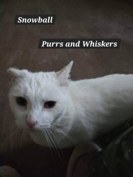 Domestic Short Hair Cats Available for Adoption - Snowball | PetCurious