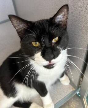 Rescue Domestic Short Hair Cats for Adoption in Lambertville, New Jersey - Scarlett | PetCurious