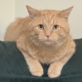 Clarence -  Domestic Short Hair Cat for Adoption in Columbus, Ohio - Clarence | PetCurious