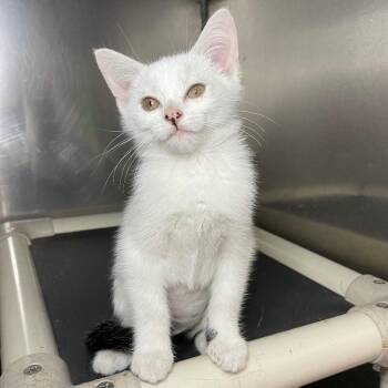 Waterford -  Domestic Short Hair Cat for Adoption in Roanoke, Virginia - Waterford | PetCurious