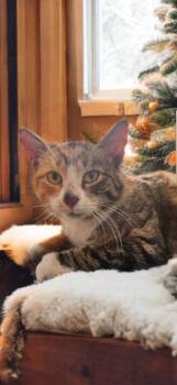 Domestic Short Hair Cats Available for Adoption in Jim Thorpe, Pennsylvania - Clairice | PetCurious