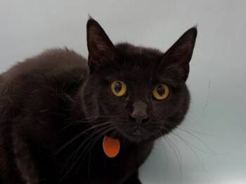 Morticia -  Domestic Short Hair Cat for Adoption in Woodbury, Minnesota - Morticia | PetCurious