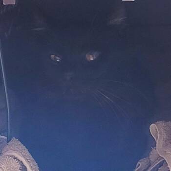 Buzz (Barn Cat) -  Domestic Short Hair Cat for Adoption in Coos Bay, Oregon - Buzz (Barn Cat) | PetCurious