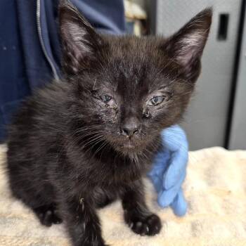 Andy -  Domestic Short Hair Cat for Adoption in Newark, New Jersey - Andy | PetCurious