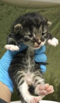 A1908162 -  Domestic Short Hair Cat for Adoption in Riverside, California - A1908162 | PetCurious