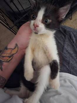 Oden -  Domestic Short Hair Cat for Adoption in Liverpool, Texas - Oden | PetCurious