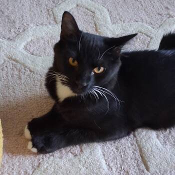 Joe -  Domestic Medium Hair and Tuxedo Cat for Adoption in Antioch, California - Joe | PetCurious