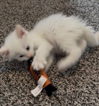 Domestic Short Hair Cats Available for Adoption in Fruit Heights, Utah - Rainbow Dash | PetCurious