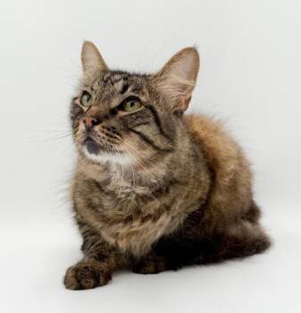 Fin (DECLAWED) -  Maine Coon and Domestic Short Hair Cat for Adoption in Bowling Green, Kentucky - Fin (DECLAWED) | PetCurious