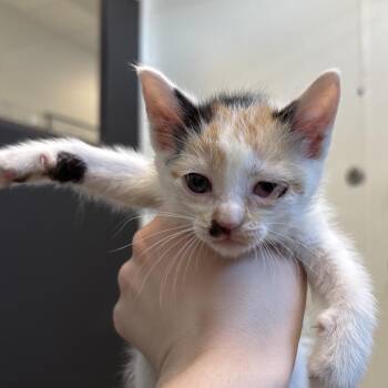 Pistachio -  Domestic Short Hair Cat for Adoption in Naperville, Illinois - Pistachio | PetCurious