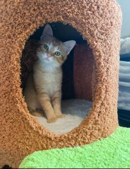 Tango -  Domestic Short Hair Cat for Adoption in Millcreek, Utah - Tango | PetCurious