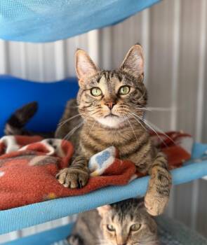 Sativa - herpes- Long Term Resident -  Domestic Short Hair Cat for Adoption in Pierceton, Indiana - Sativa - Herpes- Long Term Resident | PetCurious