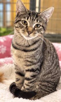 JENNY -  Domestic Short Hair Cat for Adoption in Margate, Florida - JENNY | PetCurious