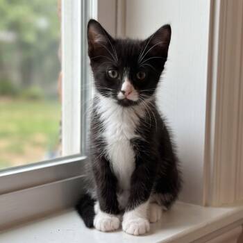 TEX -  Domestic Short Hair Cat for Adoption in Allen, Texas - TEX | PetCurious