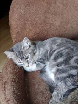 A229824 -  Domestic Short Hair Cat for Adoption in Woodland, California - A229824 | PetCurious