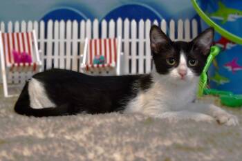 Artie -  Domestic Short Hair Cat for Adoption in Roanoke, Texas - Artie | PetCurious